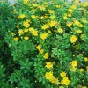 Euryops chrysanthemoides